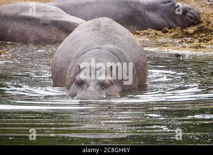 Vorderansicht Nahaufnahme des Nilpferdes (Hippopotamus amphibius), der die Herde zum Schwimmen ins Wasser lässt, West Midland Safari Park UK. Hippo Tier im See. Stockfoto