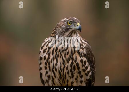 Nördlicher Habicht (Accipiter gentilis), Jungvogel, Bayern, Deutschland Stockfoto