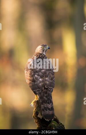 Nördlicher Habicht (Accipiter gentilis), Jungvogel, Bayern, Deutschland Stockfoto