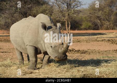 Weißnashorn (Ceratotherium simum), Buschsavanne, Waterberg Plateau National Park, Namibia Stockfoto