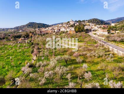 Mandelblüte, Plantage mit blühenden Mandelbäumen, Selva Dorf, Raiguer Region, Luftbild, Mallorca, Balearen, Spanien Stockfoto