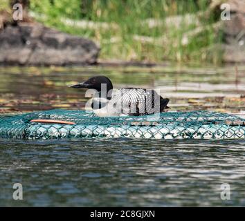 Ein gewöhnlicher Seetaucher sitzt auf einem von Menschen gemachten Nest an einem See in Ontario, Kanada. Stockfoto