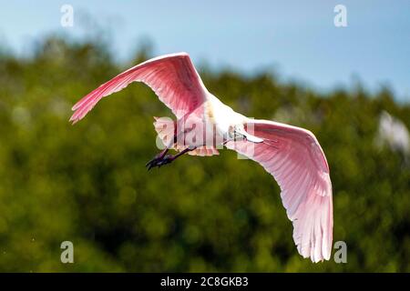 Roseate Spoonbill im Flug in der Nähe von Tampa, Florida Stockfoto