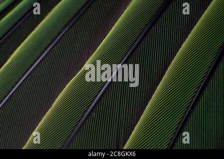Eine Makroaufnahme von grünen bunten Sittichfedern, Vogelanatomie Stockfoto