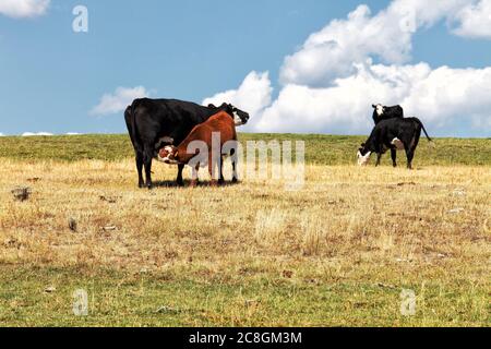 Ein Kalb, das von seiner Mutter im Sommer auf einer Weide ernährt wird. Stockfoto