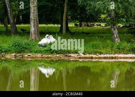 Gosford Estate, East Lothian, Schottland, Großbritannien, 24. Juli 2020. UK Wetter: Reflexionen eines Schwanenpaares im künstlichen See Stockfoto