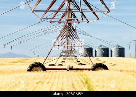 Nahaufnahme einer Sprinkleranlage in einem reifenden Weizenfeld auf den fruchtbaren Feldern von Idaho. Stockfoto