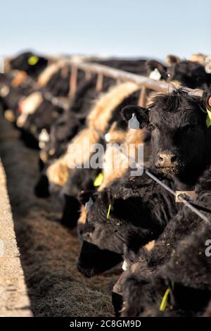 Gemischte Rassen von Rindern, die in einem Viehfutter weiden. Stockfoto