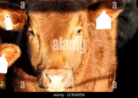 Nahaufnahme einer roten Angus-Kuh auf einem Futterplatz. Stockfoto