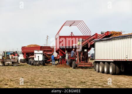 Frisch geerntete Idaho-Kartoffeln werden in einen LKW geladen, um sie in einen Lagerkeller zu transportieren. Stockfoto