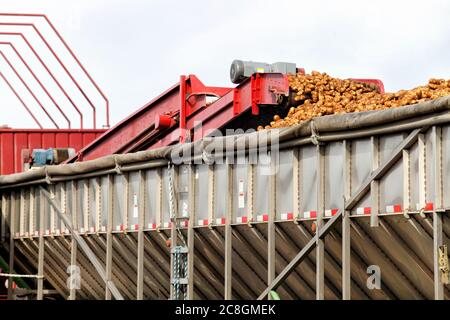 Frisch geerntete Idaho-Kartoffeln werden in einen LKW geladen, um sie in einen Lagerkeller zu transportieren. Stockfoto