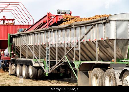 Frisch geerntete Idaho-Kartoffeln werden in einen LKW geladen, um sie in einen Lagerkeller zu transportieren. Stockfoto