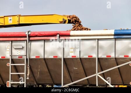 Frisch geerntete Idaho-Kartoffeln werden in einen LKW geladen, um sie in einen Lagerkeller zu transportieren. Stockfoto