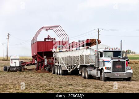 Blackfoot, Idaho, USA 8. August 2014 frisch geerntete Idaho-Kartoffeln werden nach Größe sortiert und in einen LKW geladen, um sie in einen Lagerkeller zu transportieren. Stockfoto