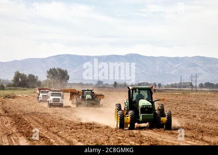 Blackfoot, Idaho, USA 8. August 2014 frisch geerntete Idaho-Kartoffeln werden nach Größe sortiert und in einen LKW geladen, um sie in einen Lagerkeller zu transportieren. Stockfoto