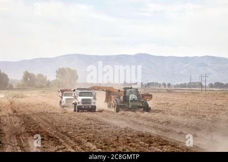 Blackfoot, Idaho, USA 8. August 2014- Bauern und Feldarbeiter nutzen landwirtschaftliche Maschinen im Feld, um Kartoffeln zu ernten. Die Kartoffeln werden von einem Windrader gegraben, Stockfoto