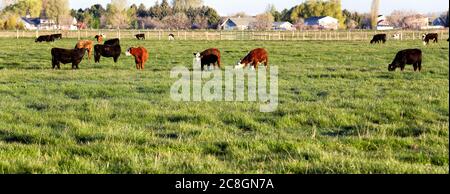 Gemischte Rassen von Rindern Weiden in einem privaten Weide Stockfoto