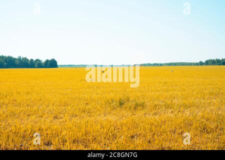 Störche wandern an einem Herbsttag auf einem Mown-Feld Stockfoto