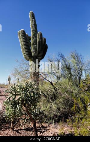 Ein saguaro Kaktus, etwa 200 Jahre alt, wächst in der Sonoran Wüste des Saguaro National Park. Stockfoto