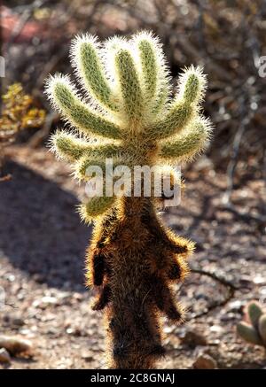 Cylindropuntia bigelovii, der Teddybär Cholla, ist eine Kaktusart, die im Nordwesten Mexikos, Kalifornien, Arizona und Nevada beheimatet ist. Stockfoto
