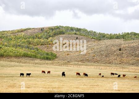 Schwarze angus Rinder grasen auf gepachteten nationalen Waldland in den Bergen von Idaho Stockfoto