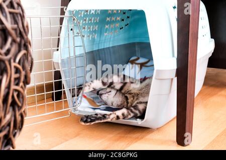 Die Katze schläft auf dem Rücken in einem Tierhalter. Cornish Rex ruht sich aus. Stockfoto
