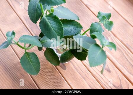 Minze in einem Glas auf einem verwischten Hintergrund aus Holz. Minzabrigs in Wasser. Stockfoto