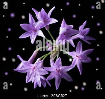 Lila sternförmige Blüten aus der Gesellschaft Knoblauch Pflanze Stockfoto