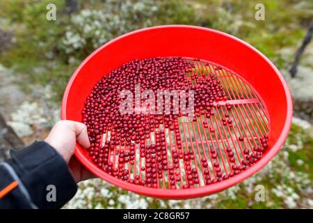 Hand des jungen Mannes, der Korb mit geernteten Preiselbeeren im Wald hält Stockfoto