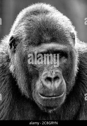 Ansicht eines großen männlichen Gorilla Stockfoto