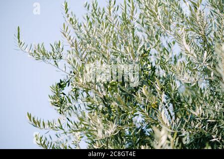 Olivenblätter auf Ästen, mit grünen Früchten gegen den blauen Himmel. Stockfoto