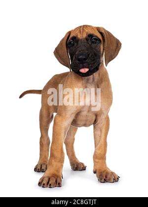 Schöner frech fawn / blonde Dogge Welpen, stehen mit Blick nach vorne neben Linse mit dunklen glänzenden Augen. Isoliert auf weißem Hintergrund. Kleben Stockfoto