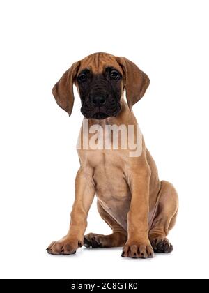 Schöner frech fawn / blonde Dogge Welpen, sitzen mit Blick nach vorne direkt auf die Linse mit dunklen glänzenden Augen. Isoliert auf weißem Hintergrund. Stockfoto