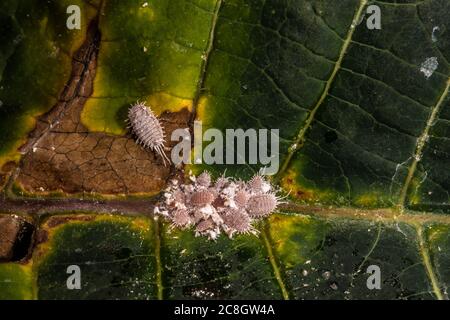 Langschwanzmugelschnäpfler (wahrscheinlich Pseudococcus longispinus) Stockfoto