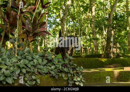 Blick auf den heiligen Affenwald in Ubud Stockfoto