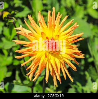 Nahaufnahme eines gelben und orangen Blütenkopfes eines Semi-Kaktus Dahlia 'Emmaus' in der National Dahlia Collection, Penzance, Cornwall, England Stockfoto