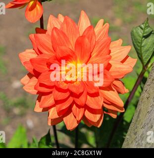 Nahaufnahme eines orangefarbenen Blütenkopfes einer Dahlia 'Shep's Memory' in der National Dahlia Collection, Penzance, Cornwall, England Stockfoto