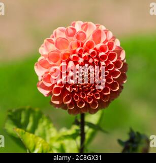 Nahaufnahme eines orangefarbenen Blütenkopfes einer Dahlia 'Oakwood Heather' in der National Dahlia Collection, Penzance, Cornwall, England Stockfoto