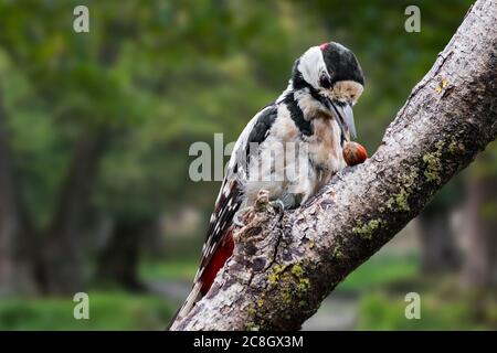 Buntspecht / Buntspecht (Dendrocopos major) Männchen auf Zweig mit Haselnuss in Laubwald thront Stockfoto