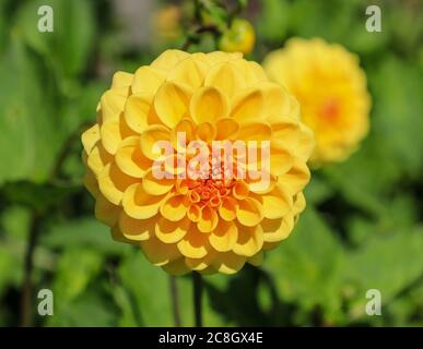 Nahaufnahme eines gelben Blütenkopfes eines Dahlia 'Yellow Pet' in der National Dahlia Collection, Penzance, Cornwall, England Stockfoto