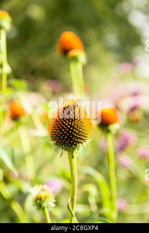 Echinacea purpurea blüht ohne Blütenblätter im Garten an hellen sonnigen Tag. Stockfoto