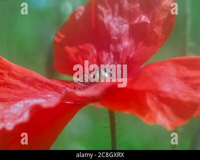 Schönes Makro einer roten Mohnblume Stockfoto