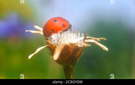 Makro eines Marienkäfer auf einer Blume Stockfoto