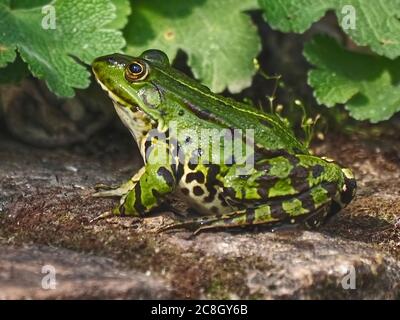 Niedliche kleine grüne Wasserfrosch sitzt auf einem Stein Stockfoto