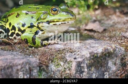 Niedliche kleine grüne Wasserfrosch sitzt auf einem Stein Stockfoto