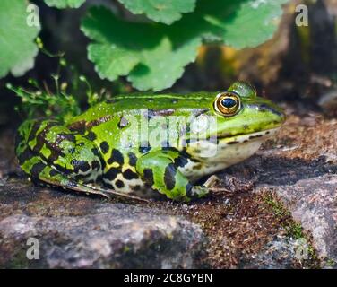 Niedliche kleine grüne Wasserfrosch sitzt auf einem Stein Stockfoto