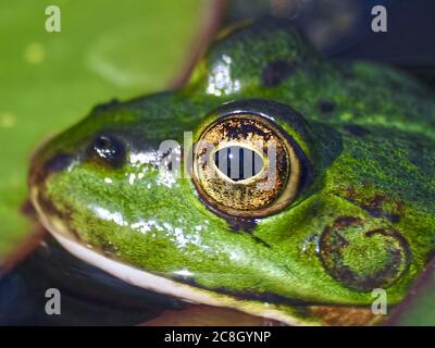 Makro der gelben Augen eines niedlichen kleinen grünen Wasserfrosches Stockfoto