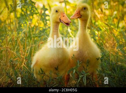 Zwei kleine gelbe Enten wandern an einem sonnigen Tag auf grünem Gras Stockfoto