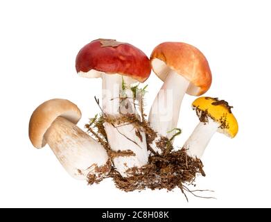 Pilze isoliert auf weißem Hintergrund. Auswahl an rohen Pilzen ausgeschnitten. Waldpilz. Herbstpilze. Stockfoto