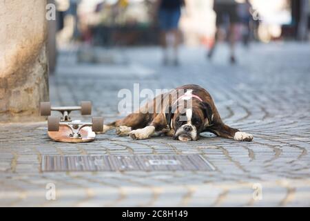 Schöner deutscher Boxerhund mit rotem Kragen, draußen auf der Straße liegend, der das Skateboard seines Besitzers bewacht Stockfoto